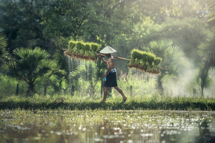 Petani